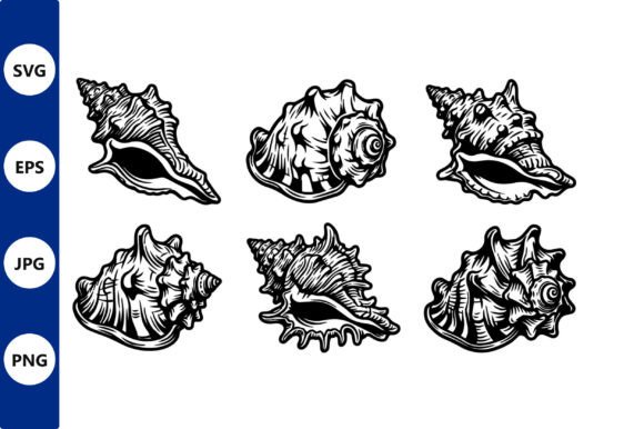 Conch Shell Line Art in Black and White